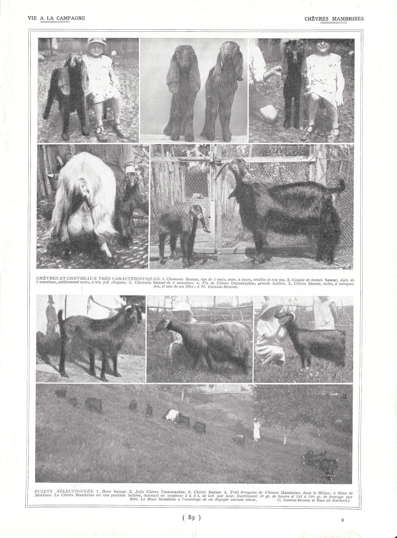 Chèvres Mambrines / Cadres de Ruche - Immagine 1910