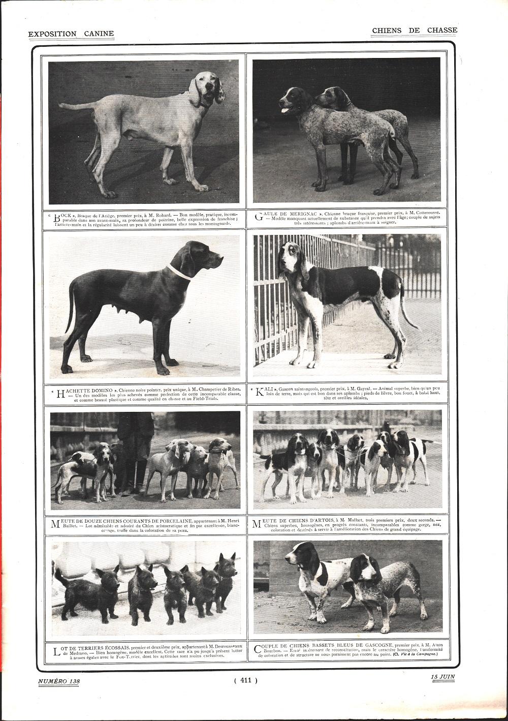 Chiens de chasse. Stampa 1912