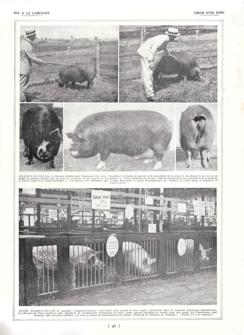 Choix d'un porc / Marquage des porcs - Immagine 1928