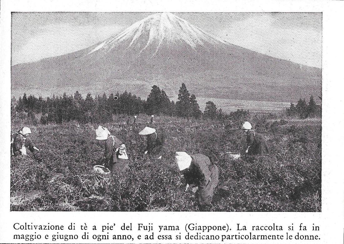 Coltivazioni di te a pie' del Fuji yama (Giappone). Stampa …