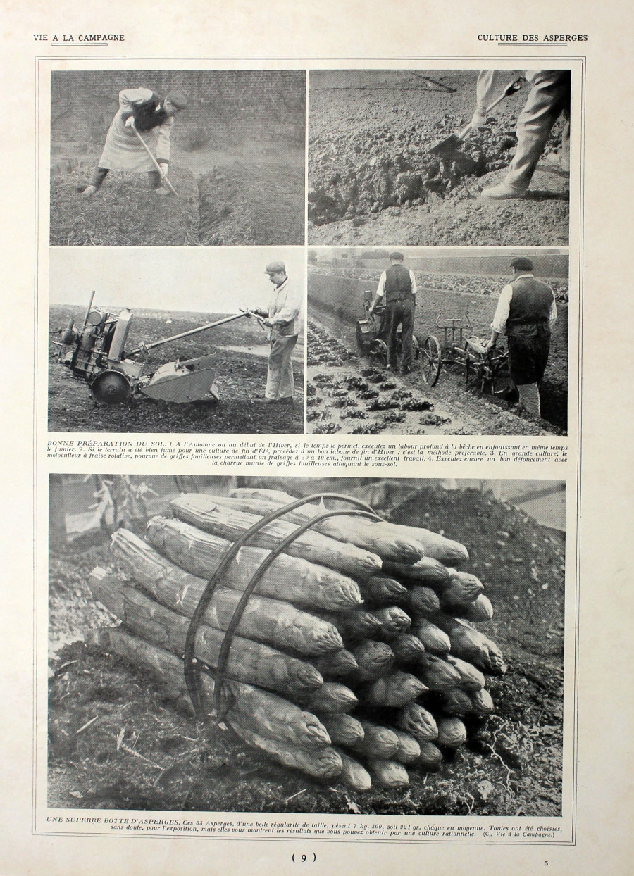 Culture des asperges. Immagine 1927