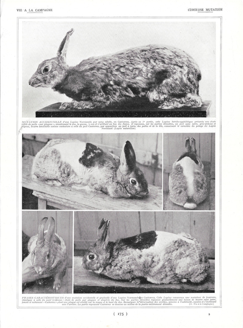 Curieuse Mutation / Domaine de Livières - Immagine 1928
