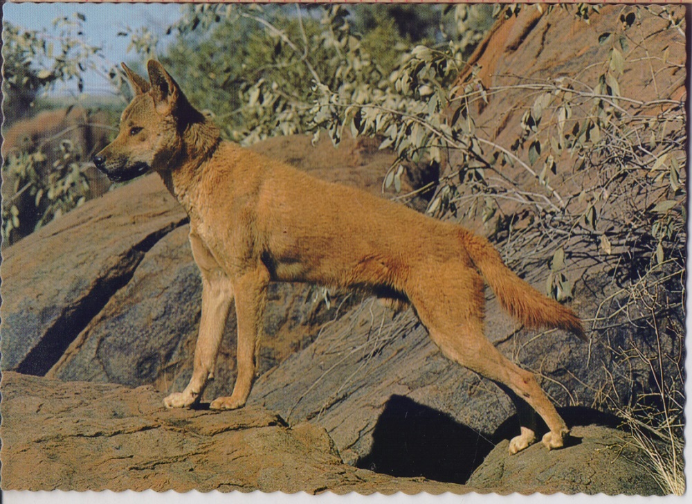 Dingo. Australia's wild dog. Non viaggiata