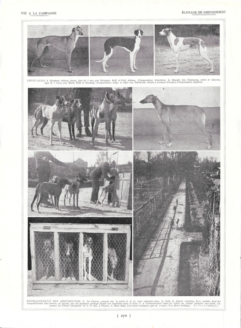 Elevage de Greyhounds / Chenil moderne - Immagine 1928