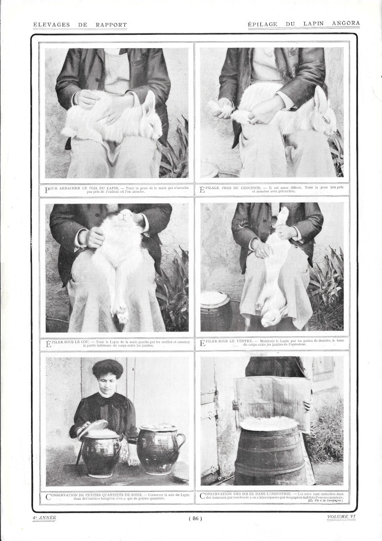 Epilage du Lapin Angora - Immagine 1909