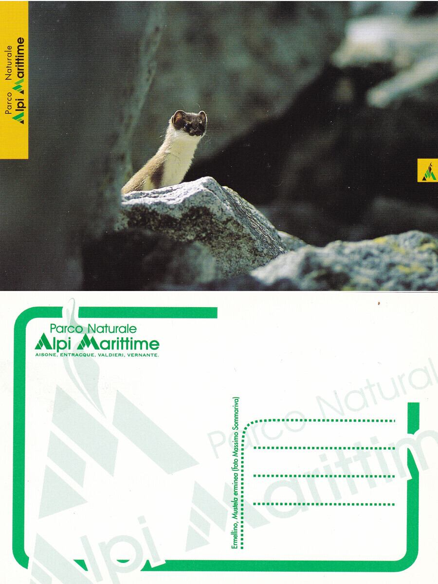 Ermellino, Mustela aerminea. Parco Alpi Marittime. Non viaggiata