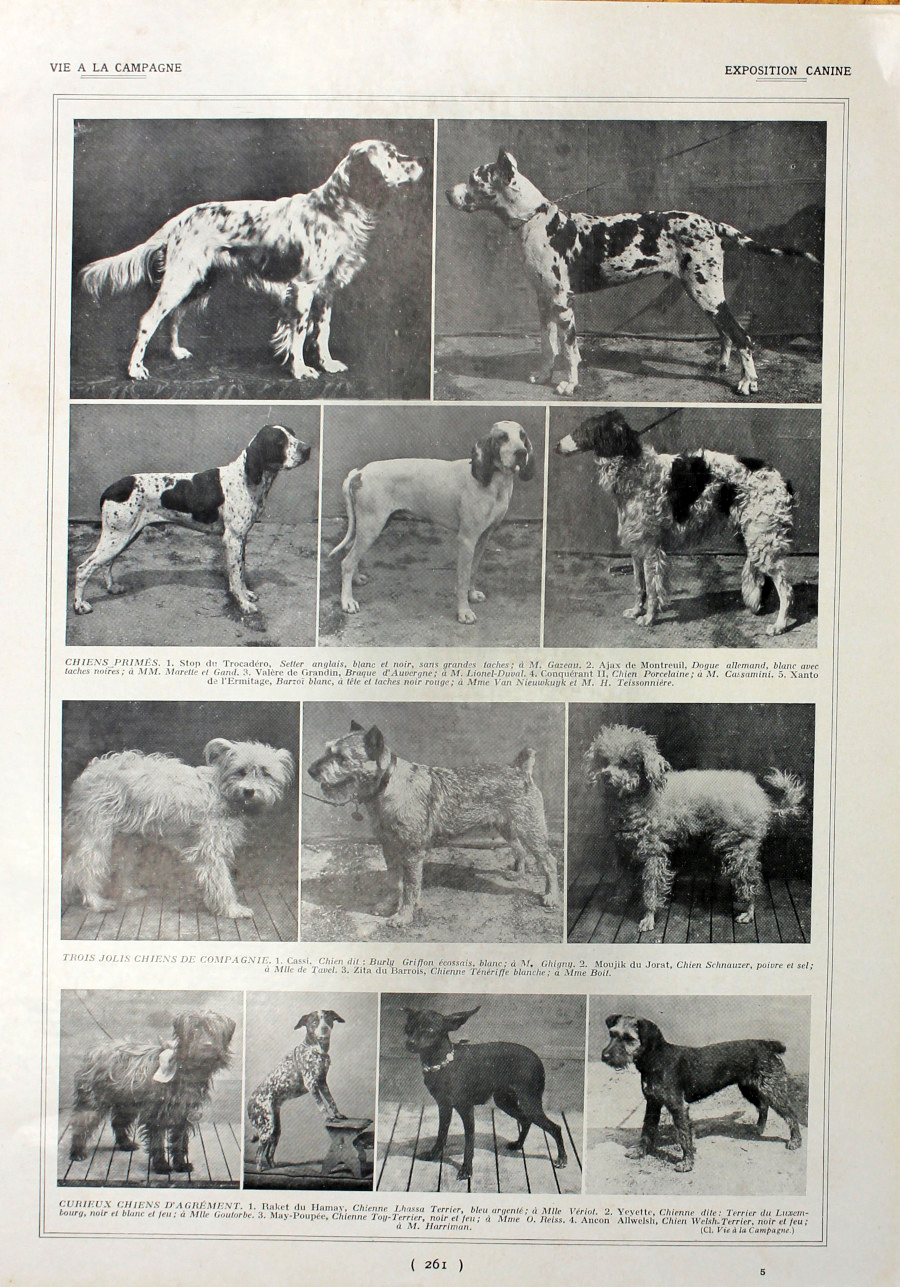 Exposition canine. Immagine 1927