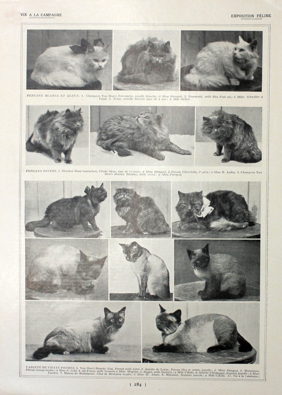 Exposition feline/Exposition de Poitiers. Fronte/retro. Immagine 1927