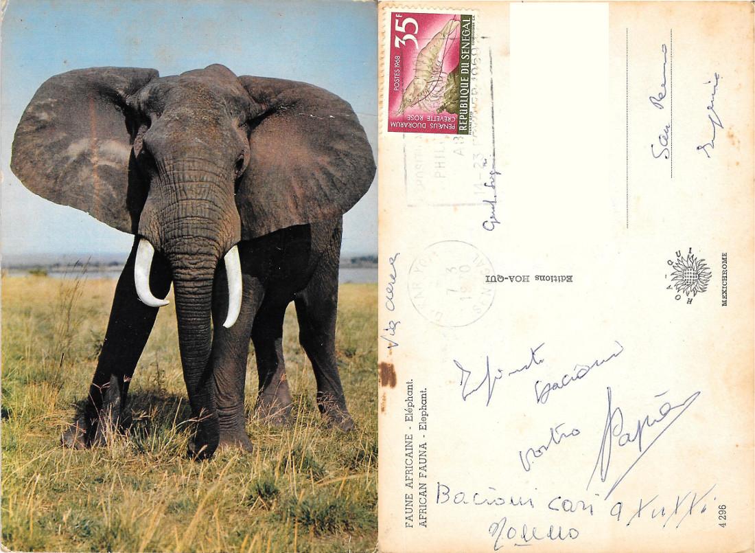 Faune Africaine. Elephant. Viaggiata 1970