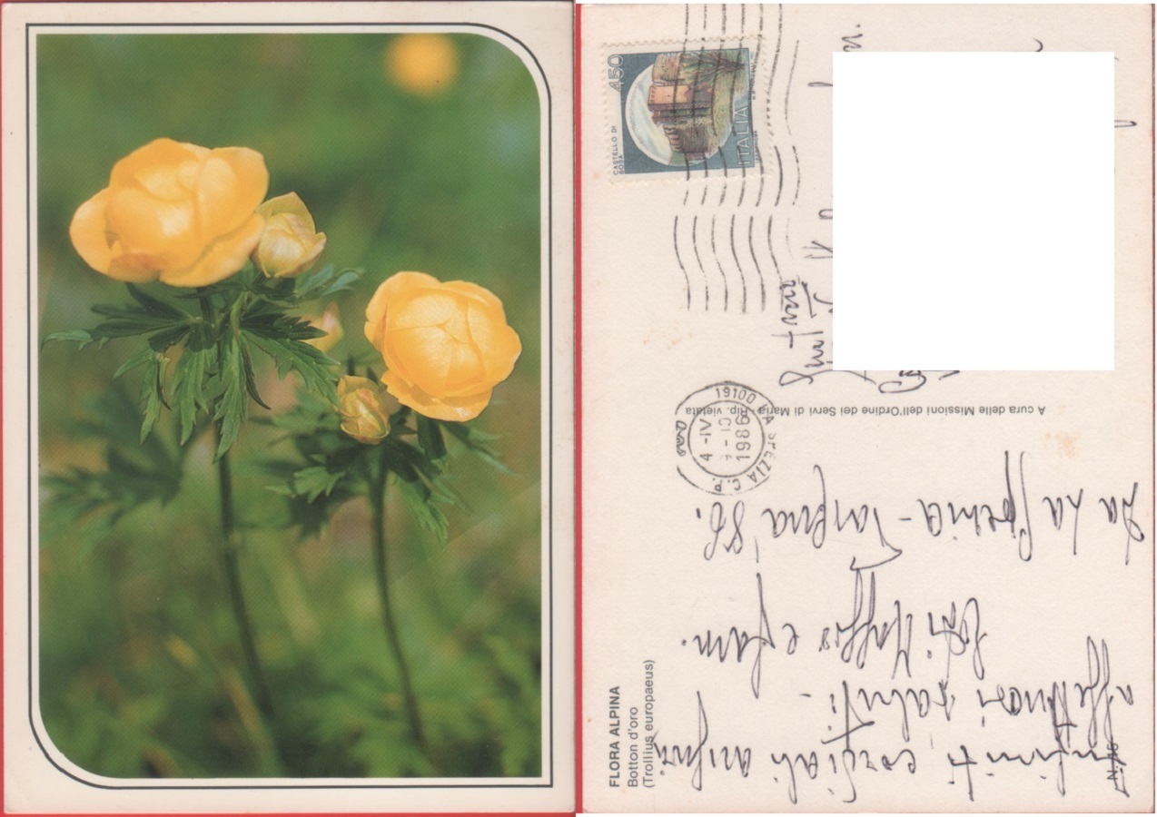 Flora alpina. Botton d'oro (Trollius europaeus). Viaggiata 1986