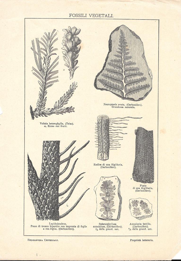 Fossili vegetali. Lexicon Vallardi 1900 ca.