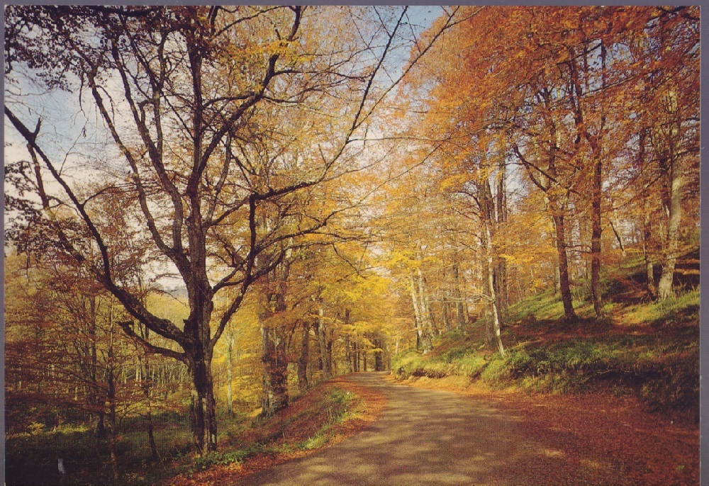 Gargano. Foresta Umbra. Non viaggiata