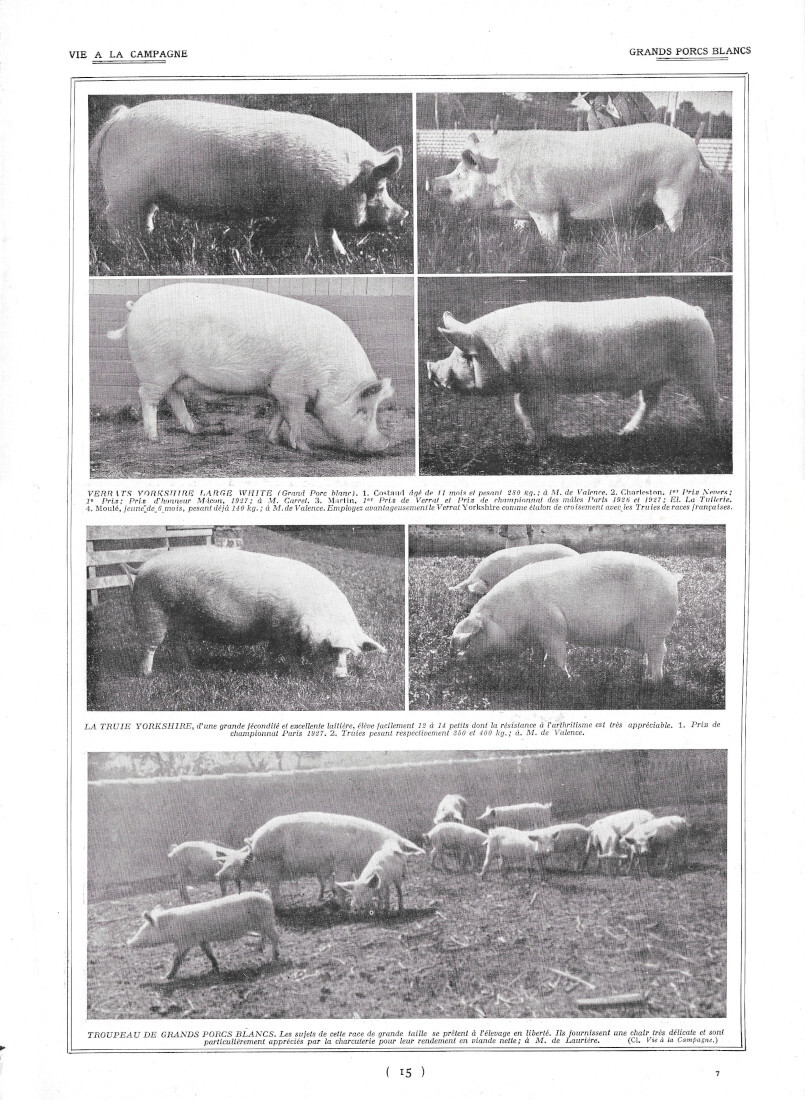 Grand Porcs Blancs / Production des poussins - Immagine 1928