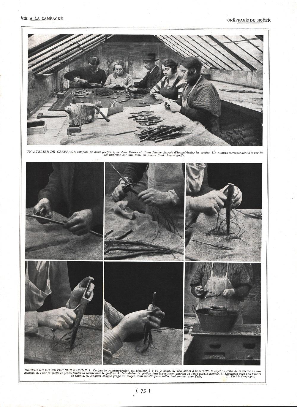 Greffage de noyer /Empotage de noyer. Stampa 1924