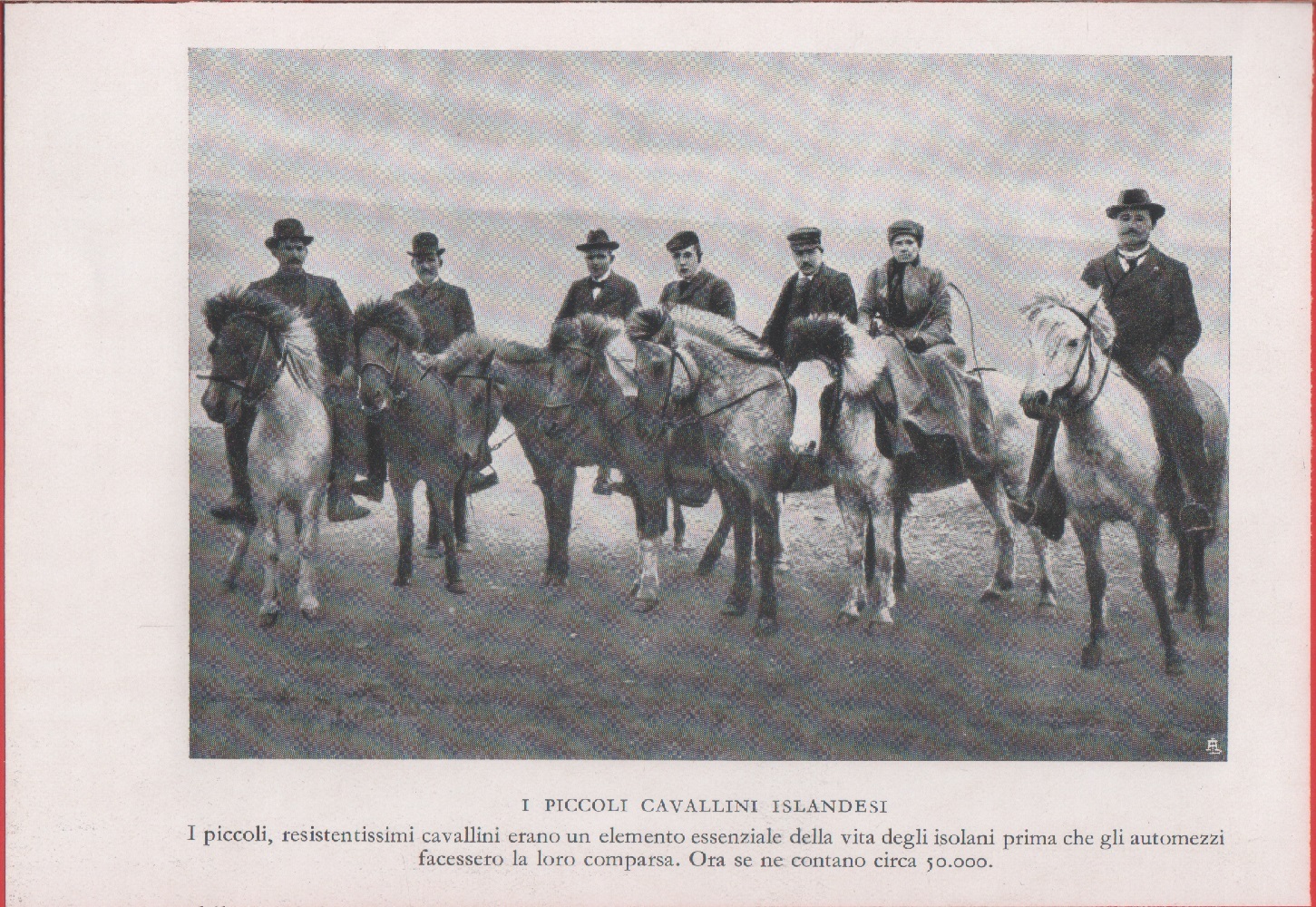 I piccoli cavalli islandesi. Immagine 1937
