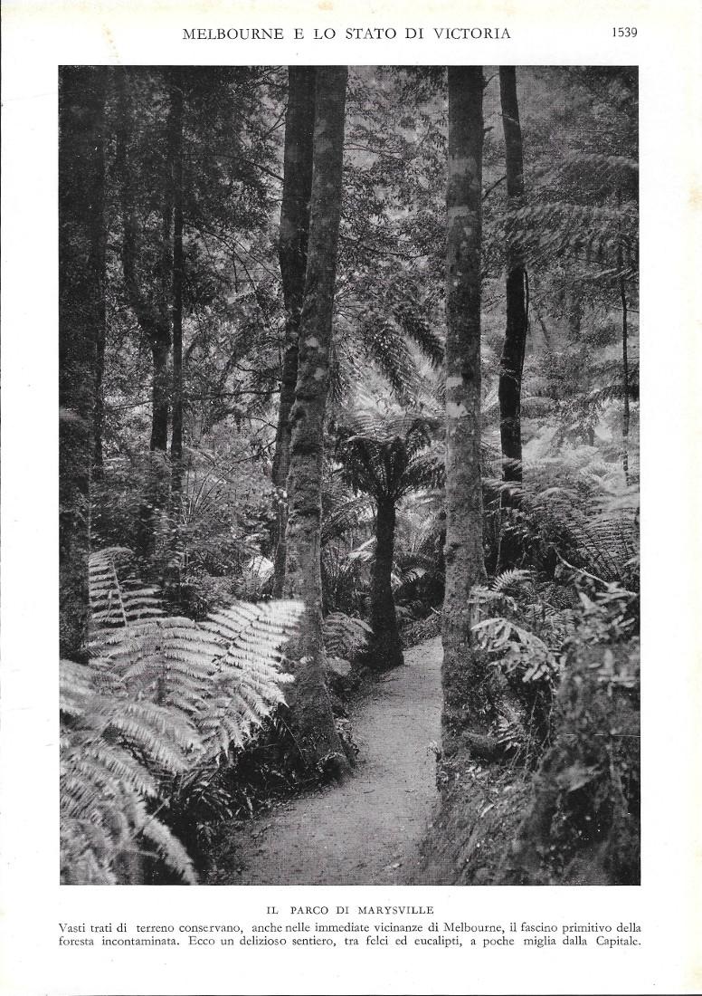 Il Parco di Marysville (Australia). Stampa 1934