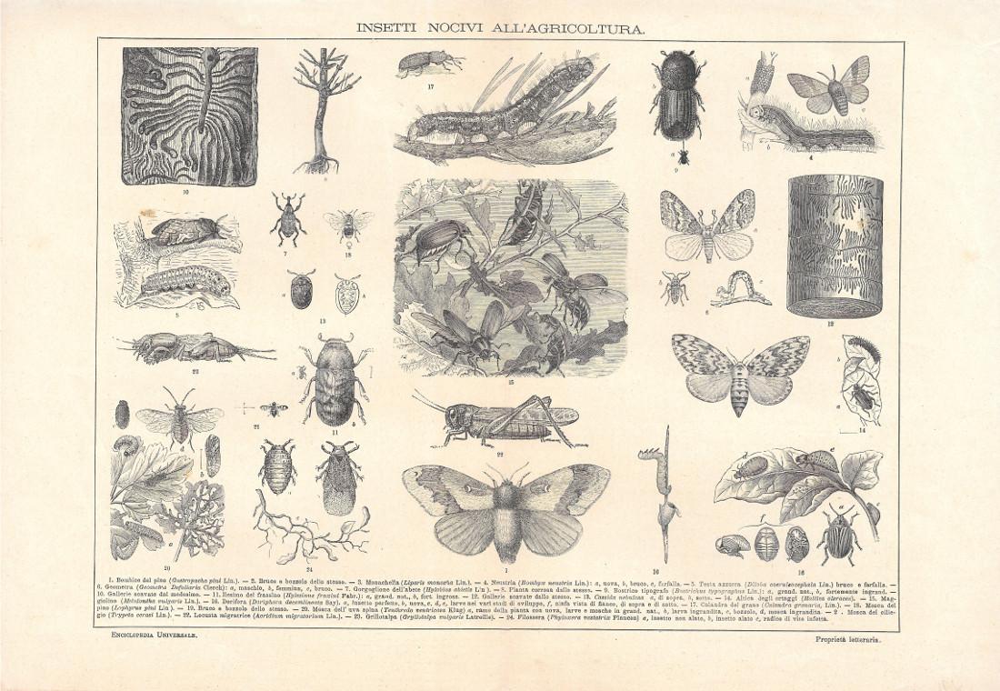 Insetti nocivi all'agricoltura. Lexicon Vallardi 1900 ca.