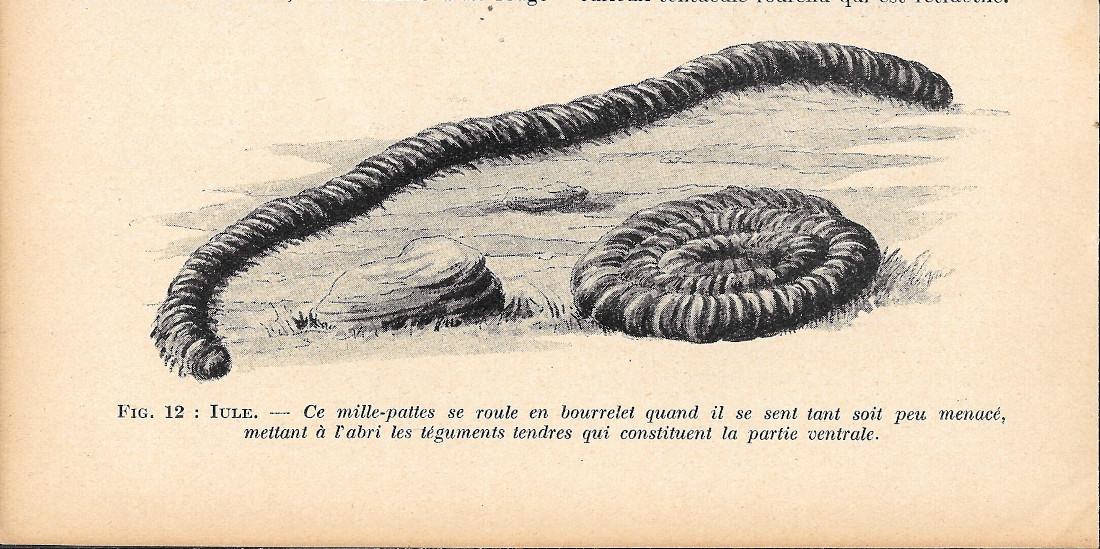 Iule - Immagine 1924