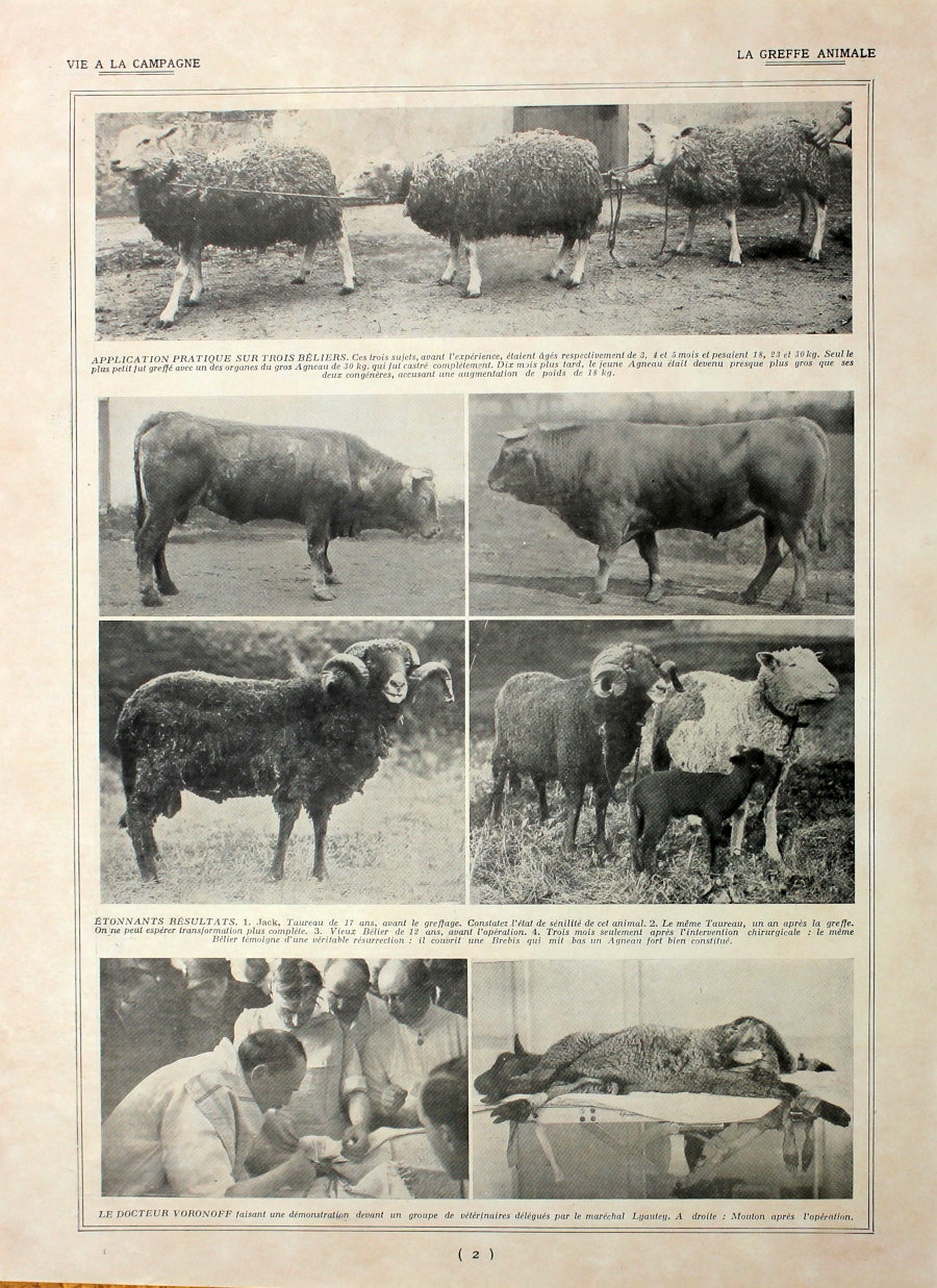 La greffe animale. Immagine 1927