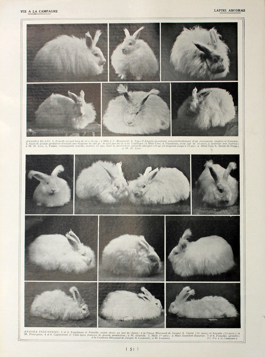 Lapins Anagoras/lapins d'amateurs. Fronte/retro. Immagine 1927