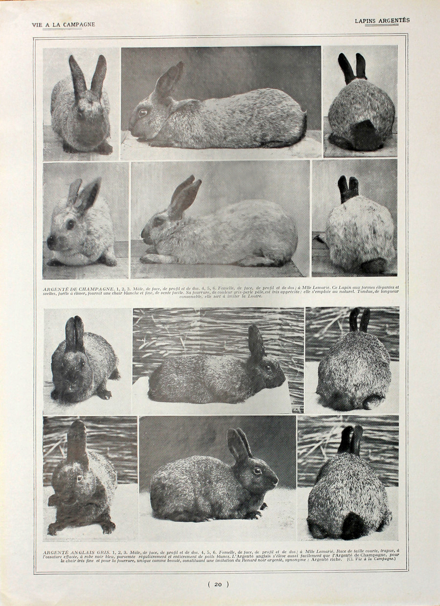 Lapins argentes/Lapins havanes. Fronte/retro. Immagine 1927