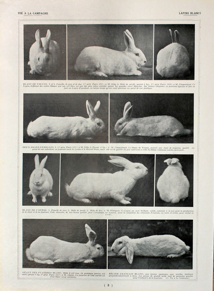 Lapins blancs. Fronte/retro. Immagine 1927