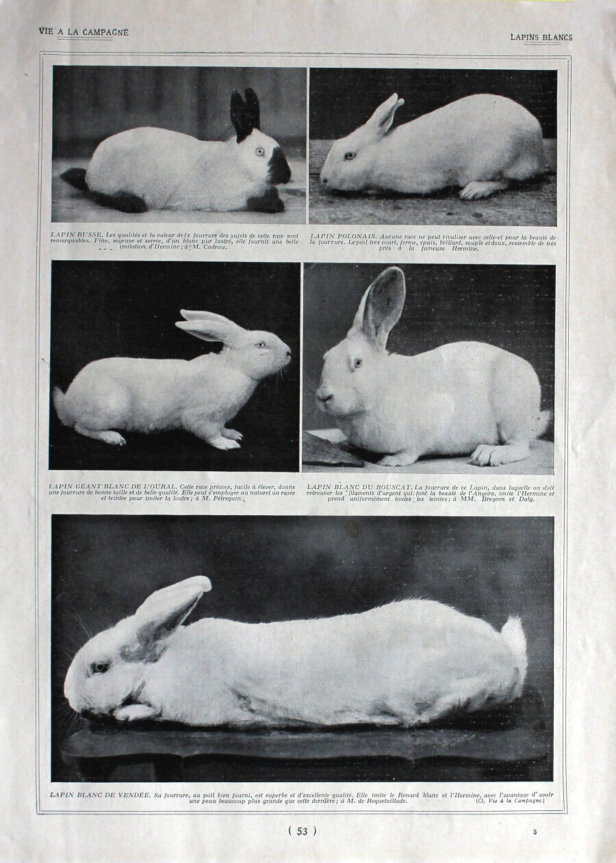Lapins blancs / Moissonneuse-batteuse. Immagine 1926