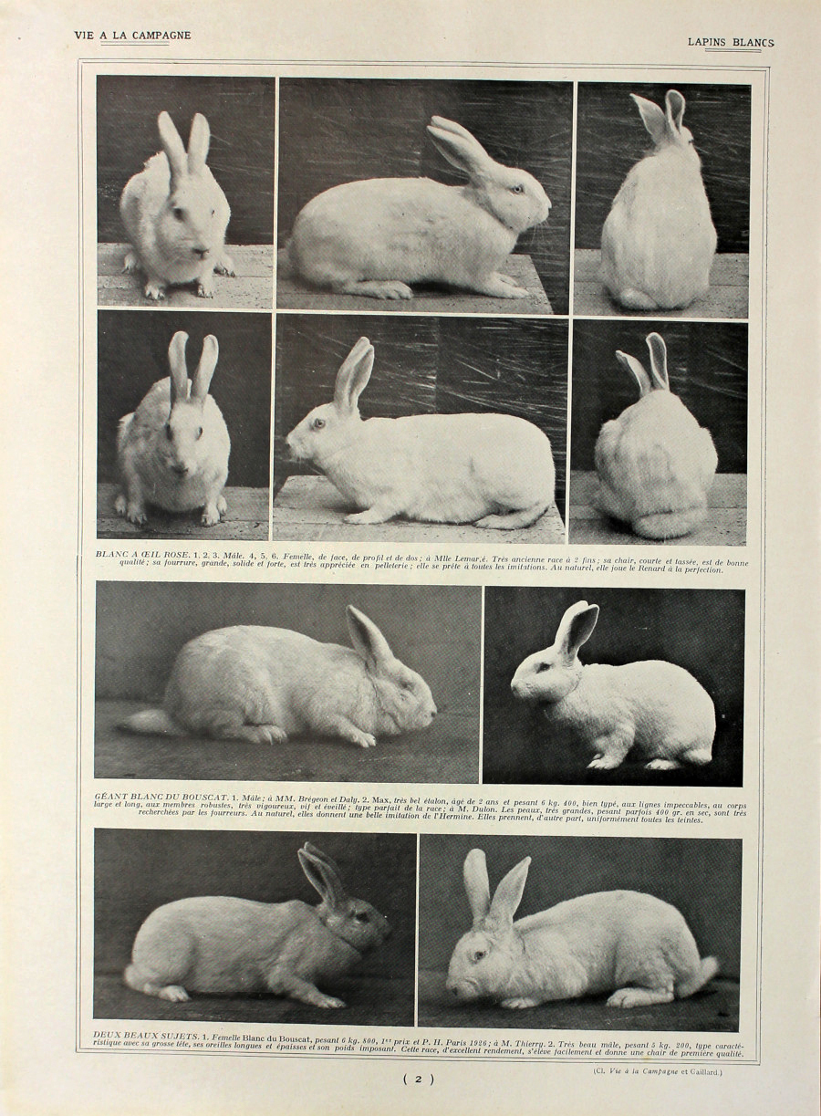 Lapins blans/Lapins pour satisfaire la mode. Fronte/retro. Immagine 1927