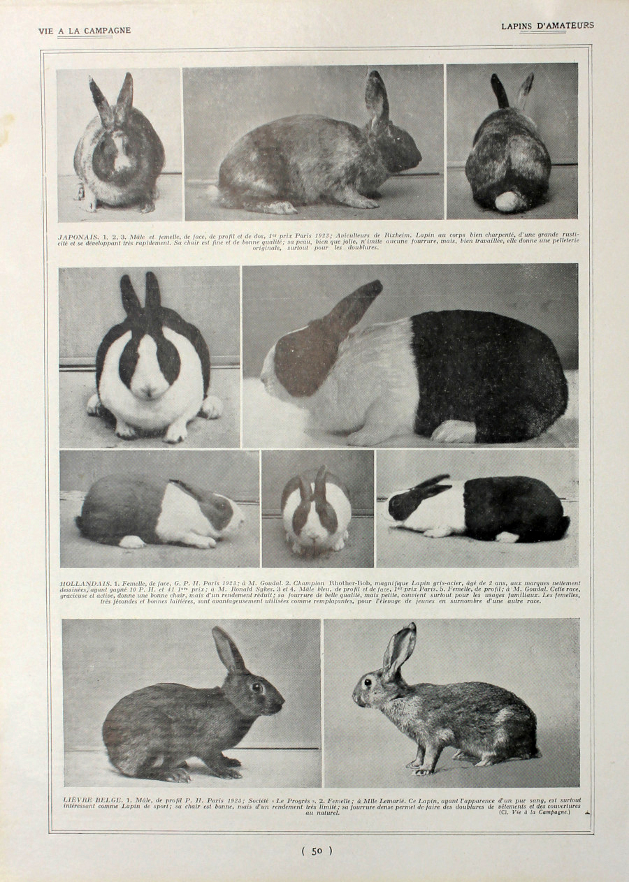 Lapins d'amateurs/Lapins: races a l'etude. Fronte/retro. Immagine 1927