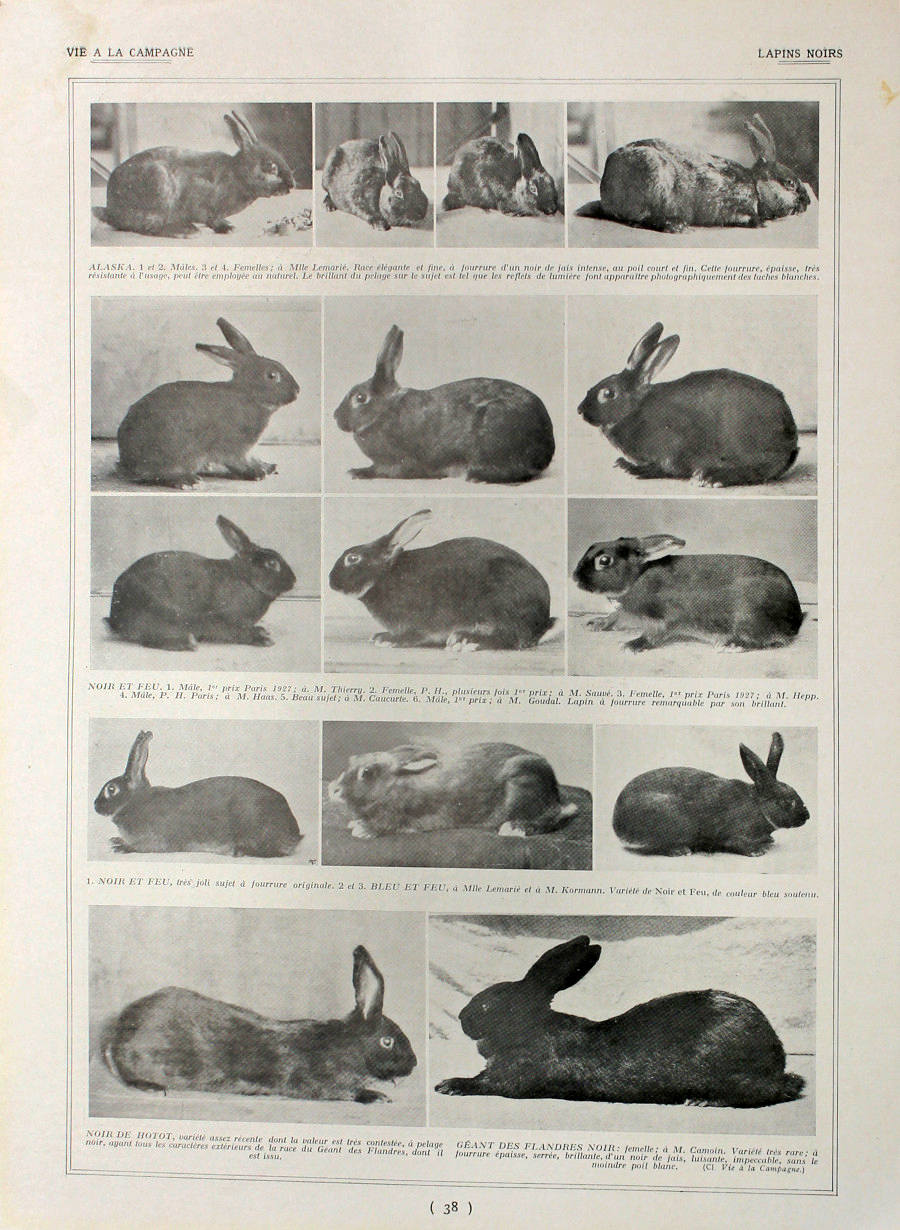 Lapins noirs/Lapins d'Avenir. Fronte/retro. Immagine 1927