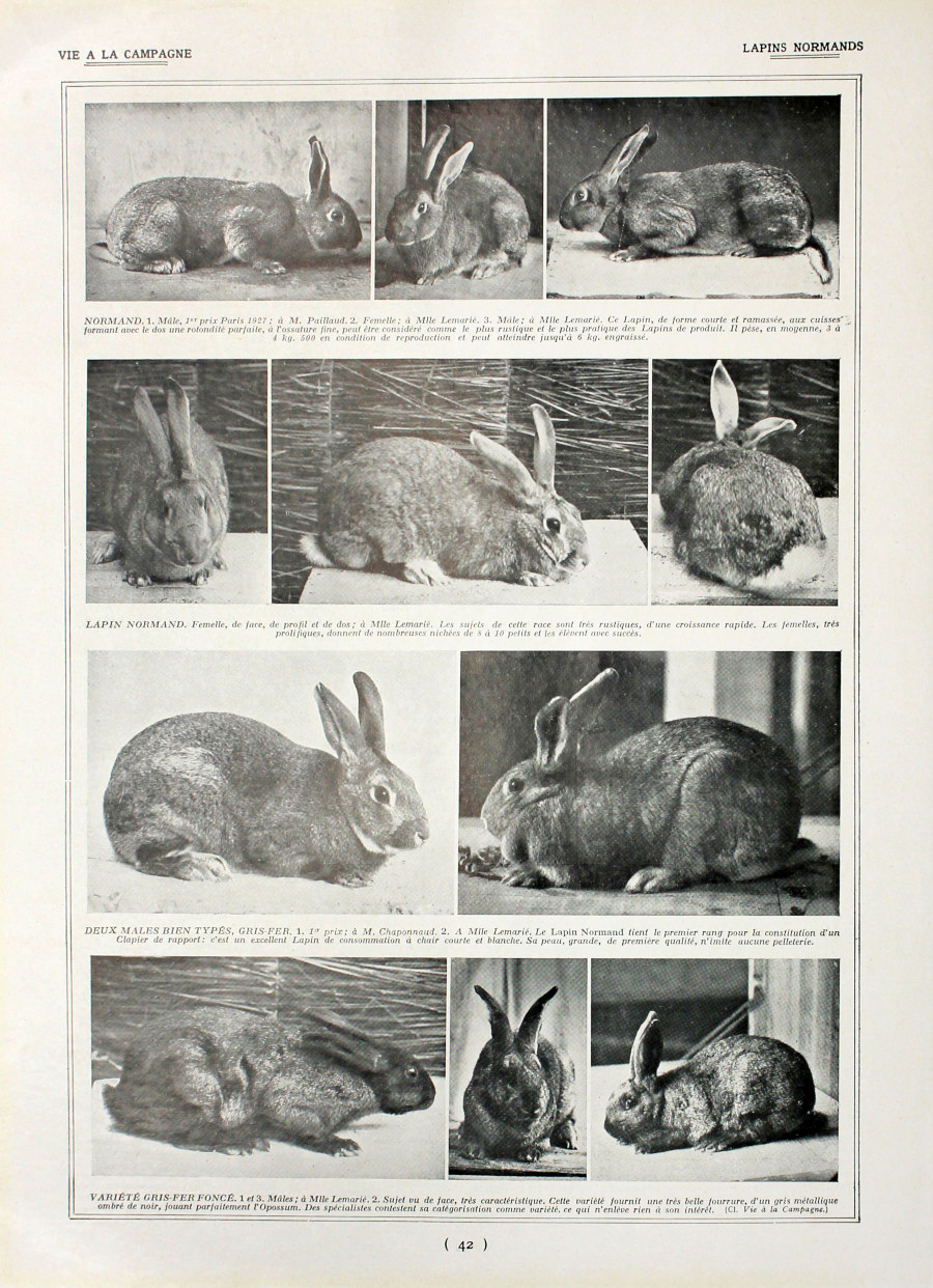Lapins Normands/Lapins pour la chair. Fronte/retro. Immagine 1927
