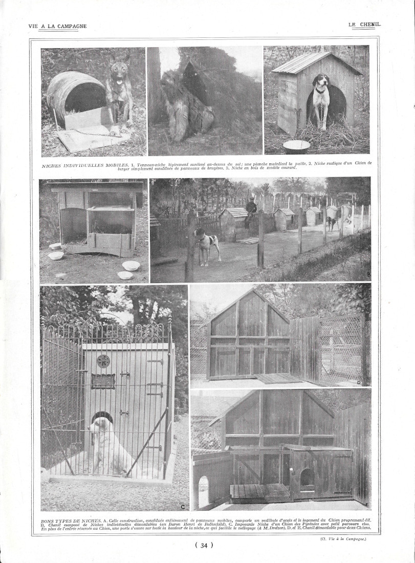 Le Chenil / Chiots - Immagine 1922