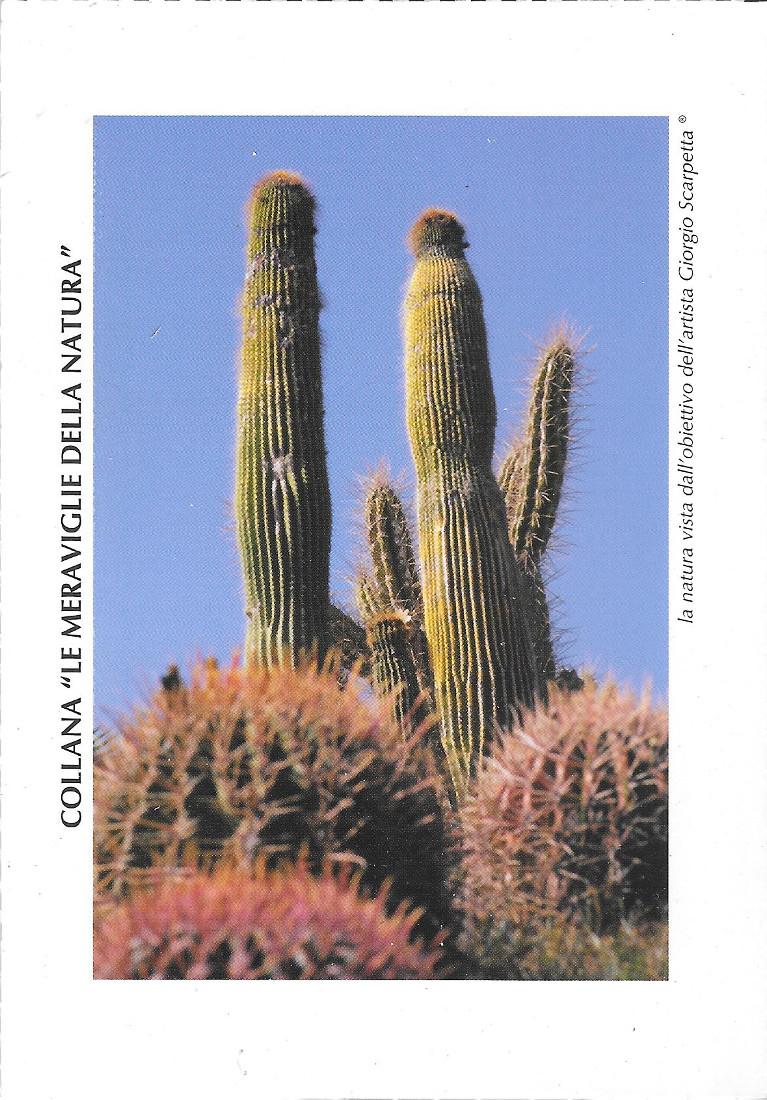 Le meraviglie della natura n.4. Foto G. Scarpetta. Non viaggiata