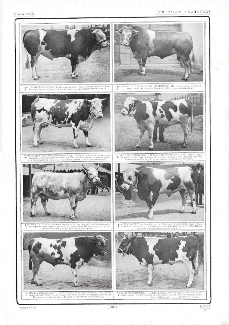 Le Races Tachetées - Immagine 1910