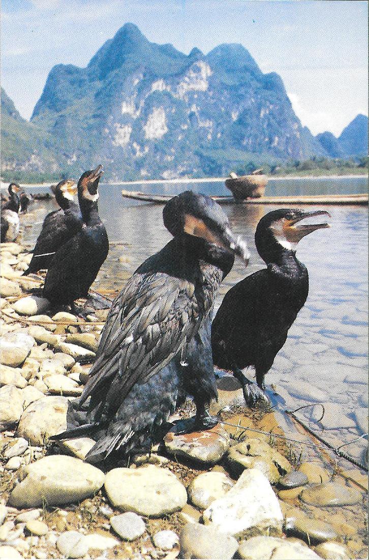 Lijiang River. The Fish Hawk. Non viaggiata