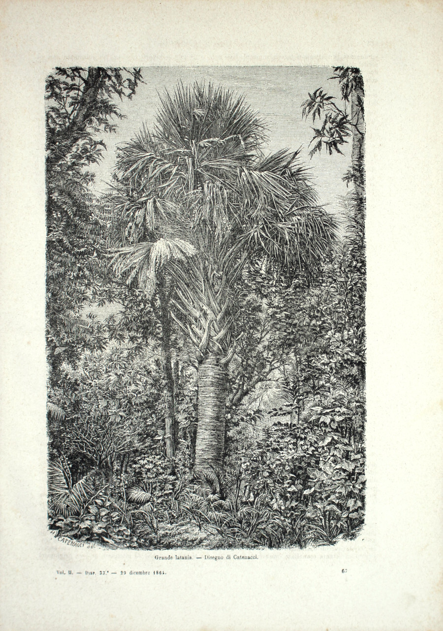 Madagascar: Grande latania/Villaggio di Nossi-be. Stampa 1864