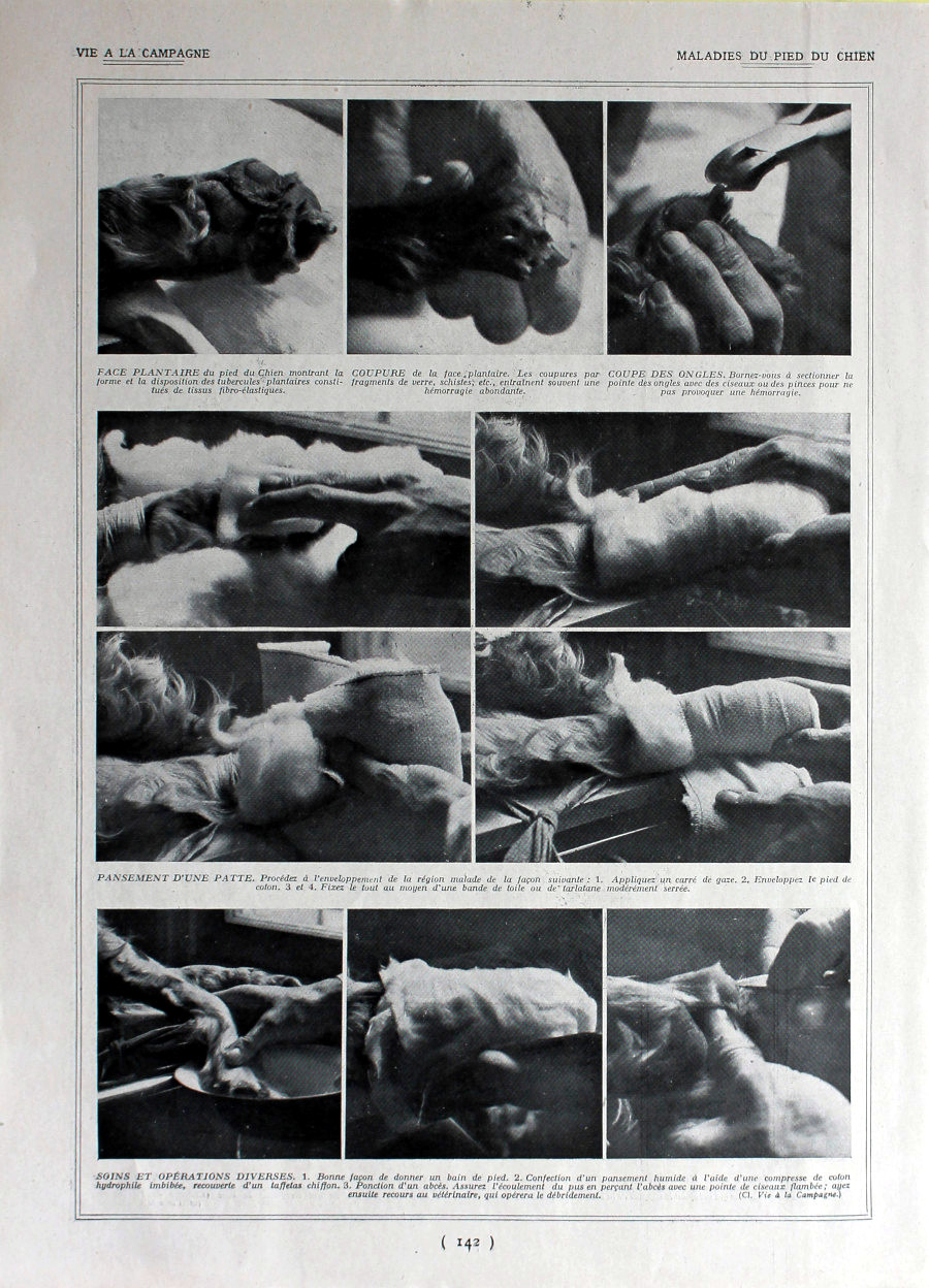 Maladies du pied du chien. Immagine 1926