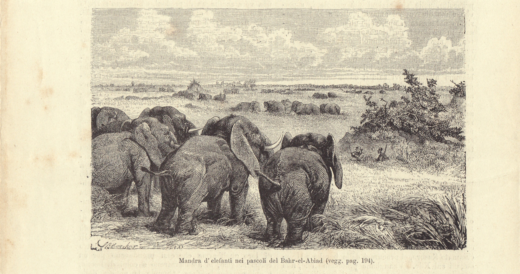 Mandra d'elefanti nei pascoli del Bahr-el-Abiad. Illustrazione 1864