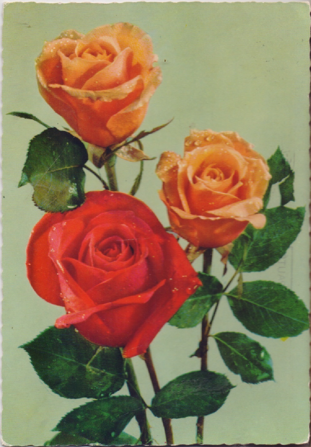 Mazzo di rose. Viaggiata 1971