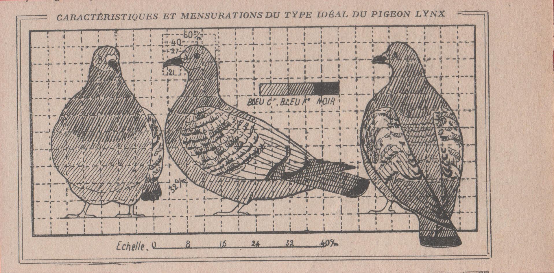 Mensurations du type ideal du Pigeon Lynx. Stampa 1926