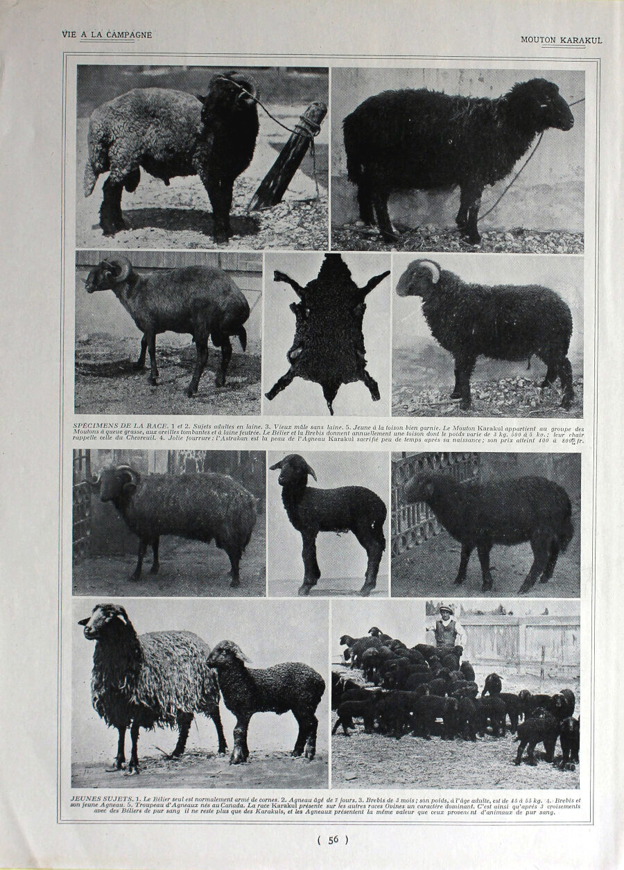 Mouton Karakul / Races Hollandaises. Immagine 1926