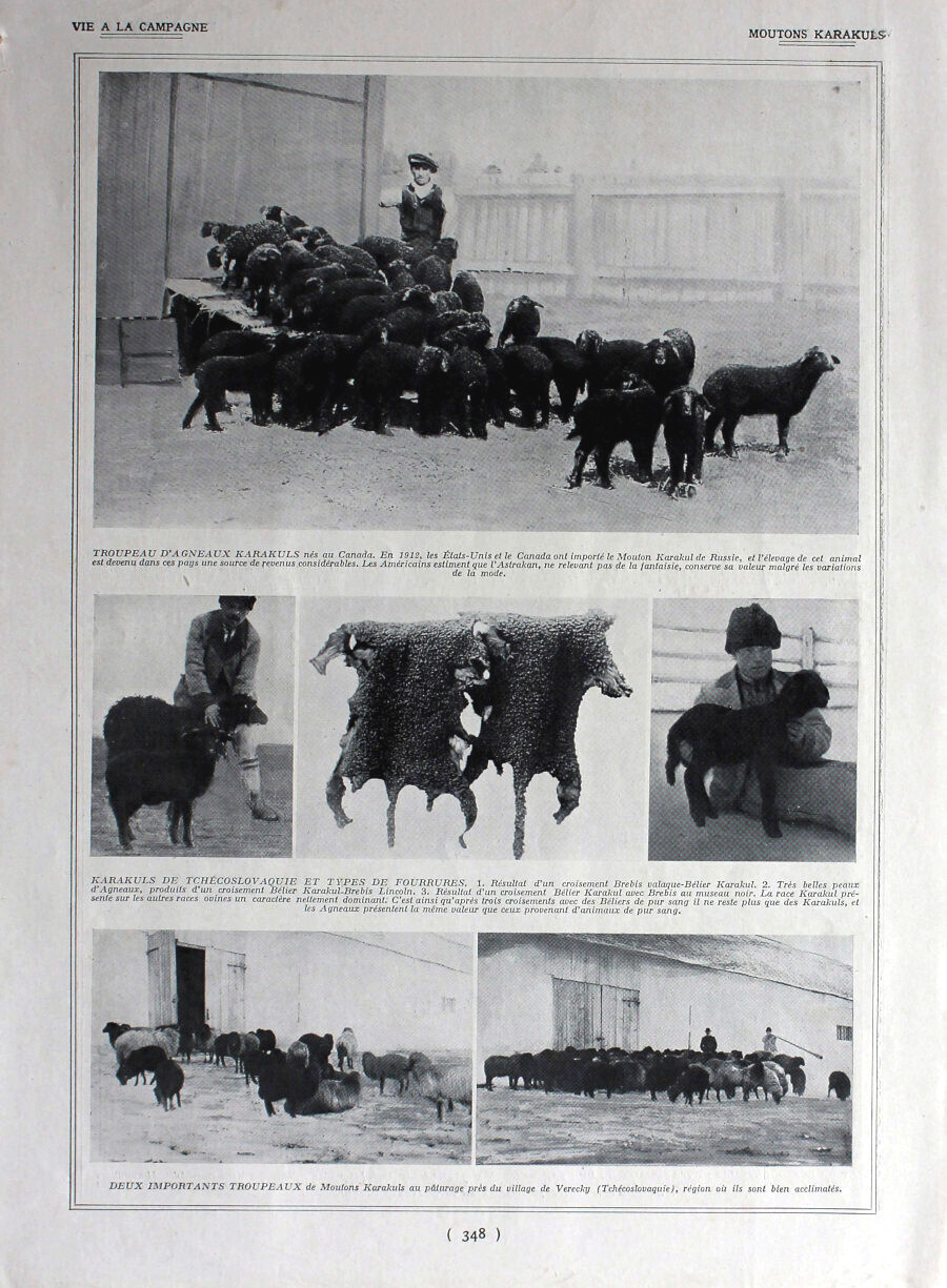 Moutons Karauls. Fronte/retro. Immagine 1926