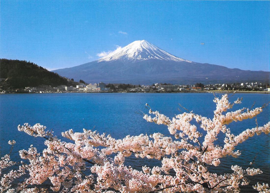 Mt. Fuji sqotted through cherry blossoms on the shore of …