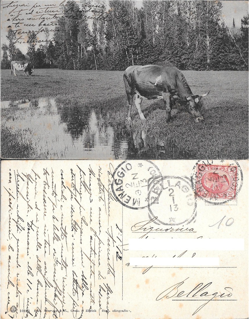 Mucche al pascolo. Viaggiata 1913
