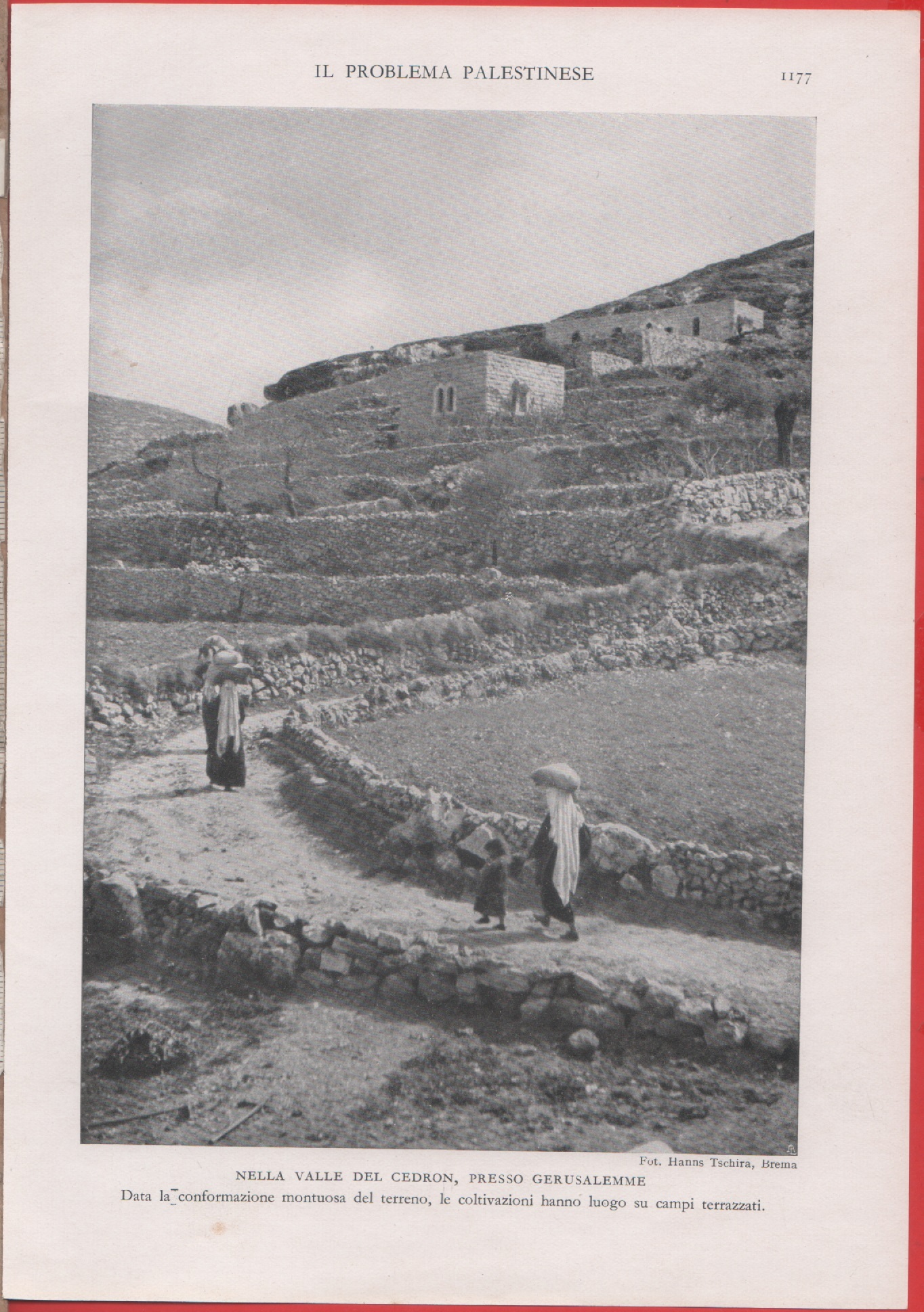 Nella valle di Cedron, presso Gerusalemme. Immagine 1937