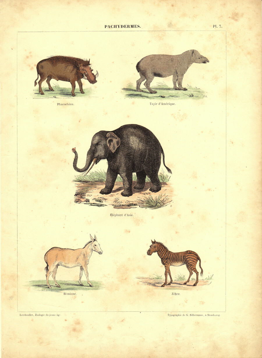 Pachydermes. Stampa 1860