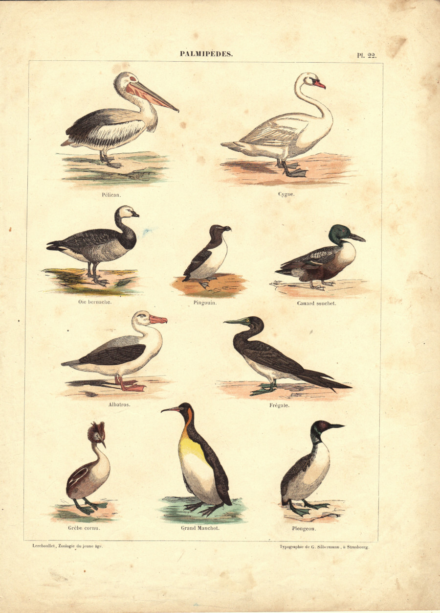 Palmipedes. Stampa 1860