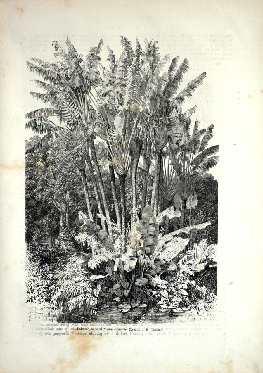 Palmizio nano in Madagascar. Stampa 1864