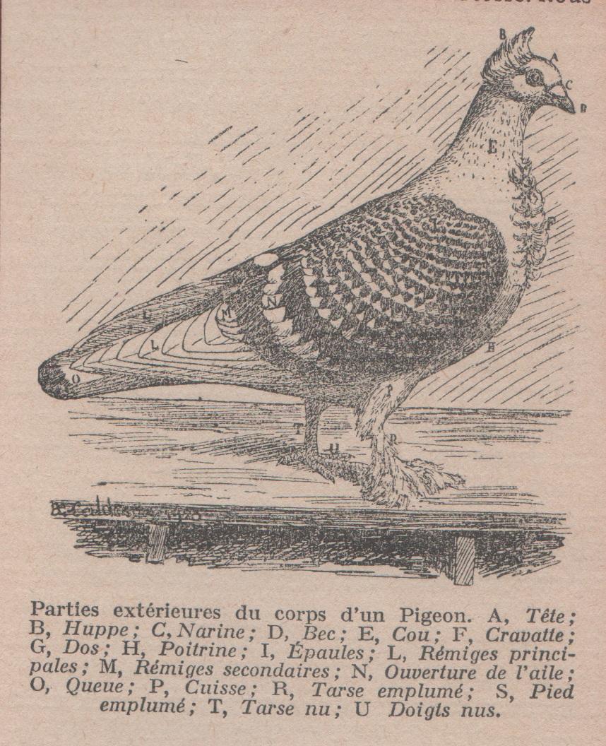 Partie exterieures du corps d'un Pigeon. Stampa 1926
