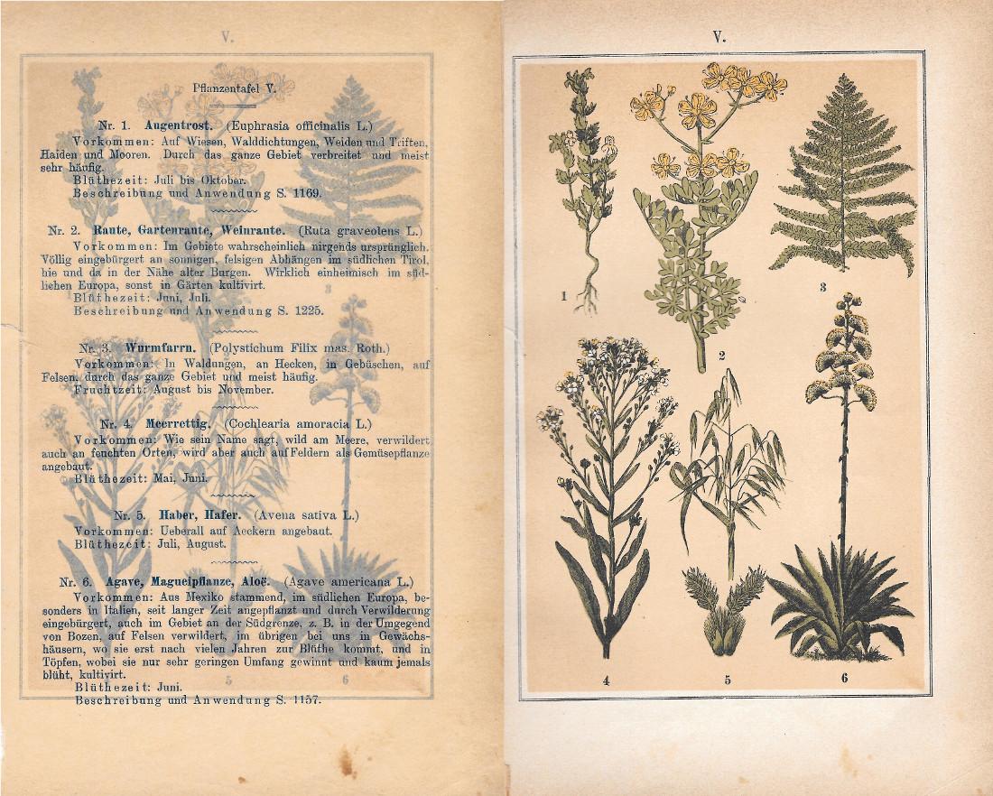 PflanzentafeI V. Piante officinali. Stampa 1903